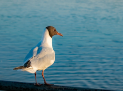 Зверье мое: чем не прочь полакомиться озерная чайка