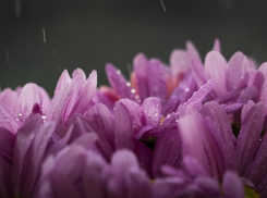 В Краснодаре на 8 марта прогнозируют мокрый снег 