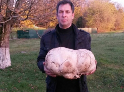  Под Краснодаром мужчина нашел гриб-мутант 