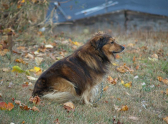Очаг бешенства зарегистрирован под Краснодаром