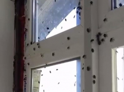 Клопы-вонючки «терроризируют» жителей Кубани