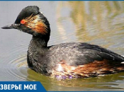 Редких птиц нашли в Сочи