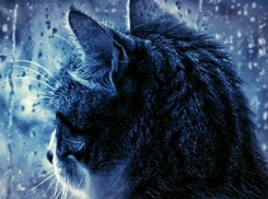 Сегодня, как и в ближайшие три дня, в Краснодаре дождливо