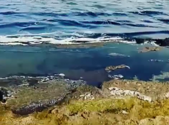  Глава Новотаманского сельского поселения, который развалил очистные, заставляет всех делать септики 