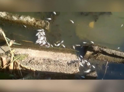 На Кубани молочную компанию обвинили в массовой гибели рыбы 