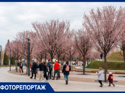 В парке Галицкого зацвели благоухающие сакуры: показываем «Краснодар» перед открытием Японского сада