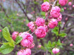 На Кубани в канун 8 Марта тепло, но дождливо, воздух прогреется до 16 градусов
