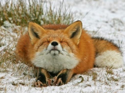 Зверье мое: особенности жизни лисы на Кубани 