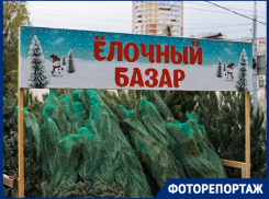 Ели, пихты и сосны заполонили улицы Краснодара: сколько стоят новогодние деревья 