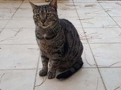 В Краснодаре снова пройдут дожди