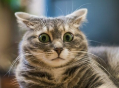 Рекордные +23, пасмурно и дождливо: разная погода ждет жителей Кубани в понедельник