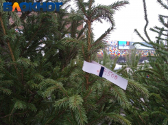 На ёлочных базарах в Краснодаре полутораметровые сосны и ели стоят от 3 до 4,5 тысяч