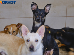 В Краснодарском крае администрацию района оштрафовали на 50 тысяч за нападение бездомной собаки на 6-летнюю девочку