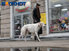 Температурный скачок устроит погода на 8 марта для жителей Кубани