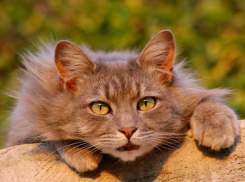  Небольшие дожди пройдут на Кубани 