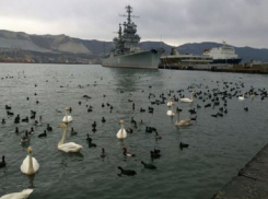 Раненому лебедю из Новороссийска сделают операцию 