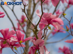 Важное в Краснодаре 8 апреля: поздравляем цыган и нeйpoxиpуpгов, следим за погодой не злим домового