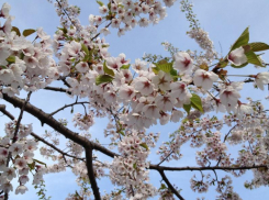 В Краснодаре по-зимнему: тепло до +14 