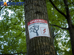 «Растения умирают без ухода и полива»: депутат гордумы настаивает на пересмотре подхода к озеленению в Краснодаре 