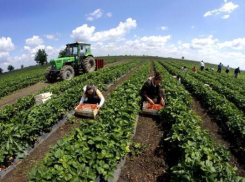 Разбойники-неудачники напали на охранника земляничного поля