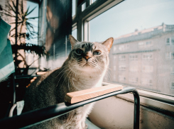  Резкое потепление придет на смену морозам на Кубани 