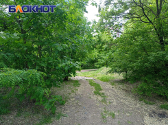 Фазаны, сосны и рыбалка: показываем остров Масленицы рядом с отданным под застройку островом Краснодарским