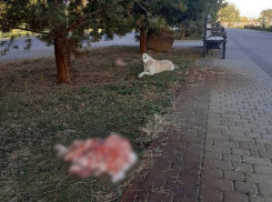 Гору мяса для бездомных собак вывалили на аллее в ЮМР Краснодара