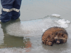 Зверье мое: енота-путешественника на морской льдине отловили краснодарские спасатели