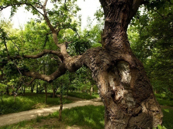 Символ Новороссийска получил статус особо охраняемого