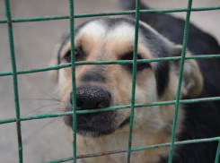  Зверье мое: приют для собак построят в Краснодаре 