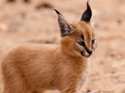 Два рысенка родились в «Сафари-парке» в Геленджике 