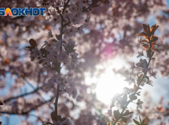 Тёплый конец февраля: на Кубани 17 градусов тепла 