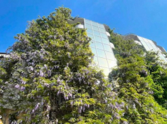 Глициния оплела все этажи отеля в Краснодаре 