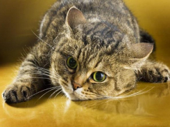 Гололед и туман ожидаются в Краснодарском крае