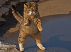 Лужи в Краснодарском крае подсохнут 19 марта 