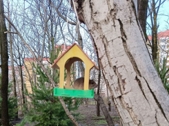 В Краснодаре мыши грабят кормушки для птиц