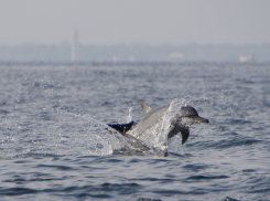 В Анапе туристы сняли на видео охоту дельфинов на рыб в море