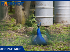 Эталон красоты в мире живой природы: где посмотреть на павлинов в Краснодаре