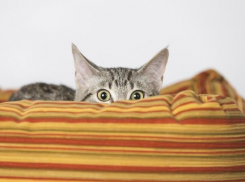 Снежным и ветреным выдастся 24 февраля на Кубани