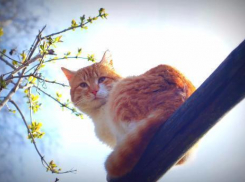 На Пасху в Краснодарском крае будет солнечно