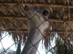 Раненый страус в сочинском дендрарии погиб
