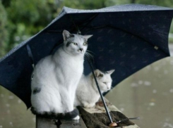  На Кубани поднимется ветер и пойдет дождь 