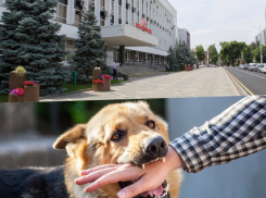 Собаке собачья смерть? На юге России – в Краснодаре, Ростове, Ставрополе, Воронеже и Волгограде – требуют принять радикальные меры по отношению к бродячим животным 
