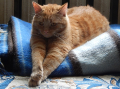  В Москве морозы, а на Кубани потепление 