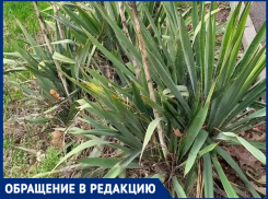 «Не хотят замечать этого безобразия»: краснодарец потребовал от чиновников обрезать сухостой