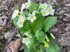 Маргарита Симоньян подразнила коз и показала цветочную поляну в лесу
