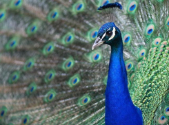 В Абинском районе мужчина из-за ревности оторвал голову павлину