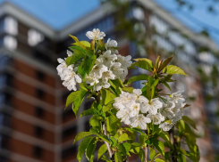 Место любования: в микрорайоне «Самолёт» зацвела фруктовая аллея