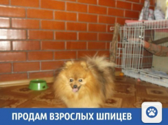Свежие частные объявления на «Блокнот Краснодар»