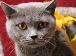 В Краснодарский питомник каждый день поступают бездомные кошки 